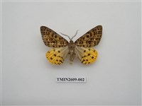 藏品(尺蛾124)的圖片